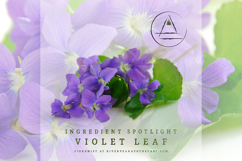 Ingredient Spotlight: Violet Leaf