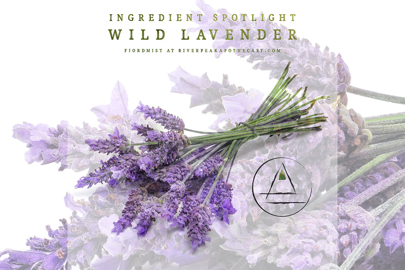 Ingredient Spotlight: Wild Lavender